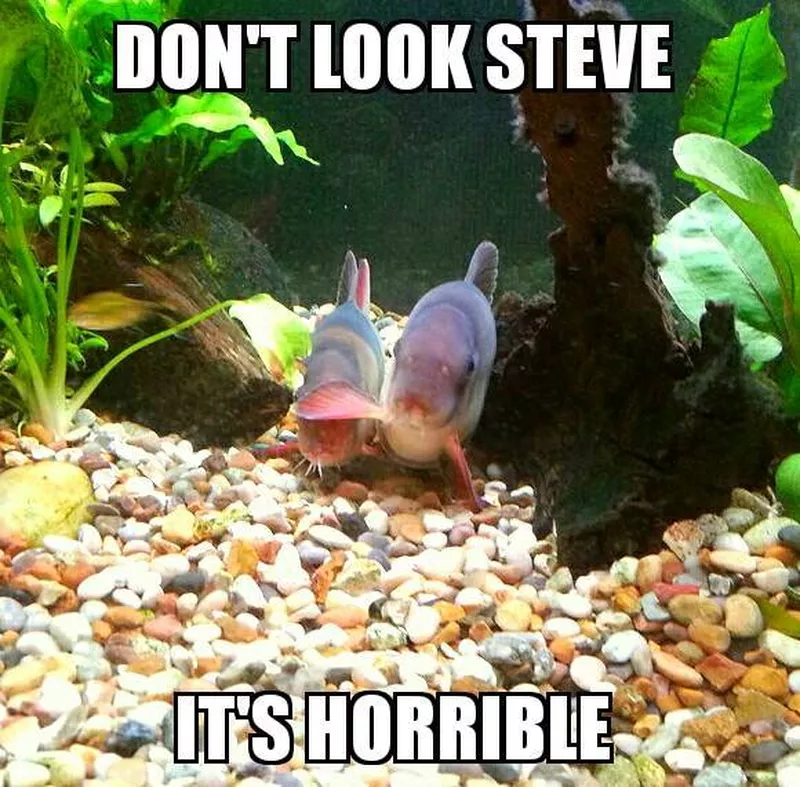 Aquarium fish meme