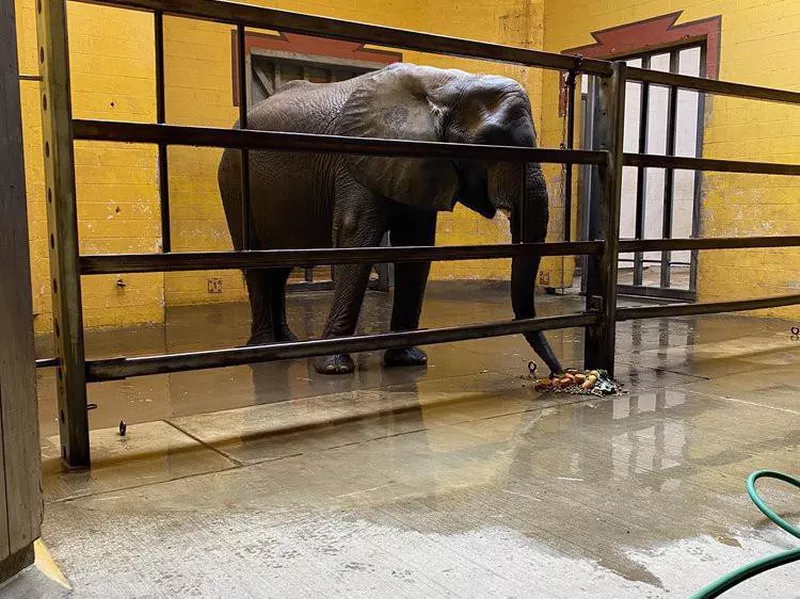 Elephant on concrete floor