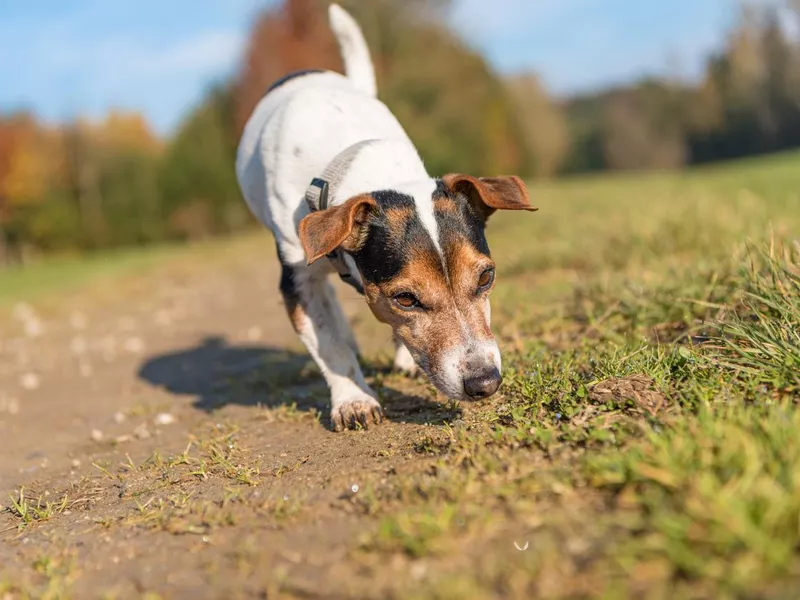 Jack Russell Terrier Hound