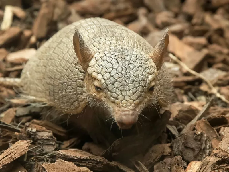 front on shot of a screaming hairy armadillo