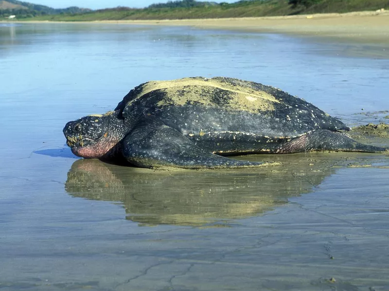Leatherback Turtle