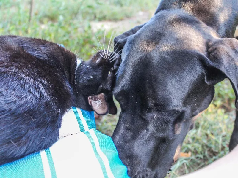 Beautiful black and white tuxedo cat and Great Dane dog