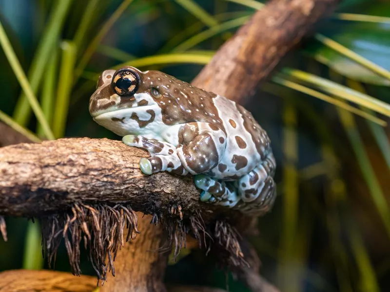 Brazilian Milk Frog