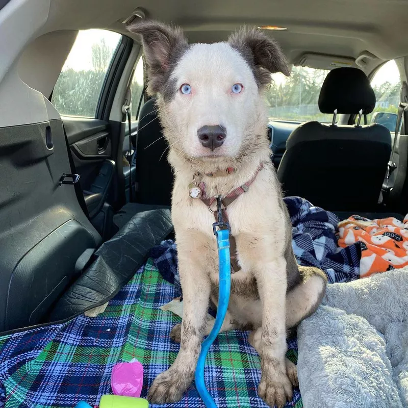 Bottom Line: Pitbull Husky Mix