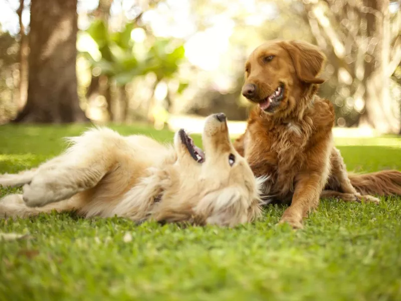 Dogs playing in the park