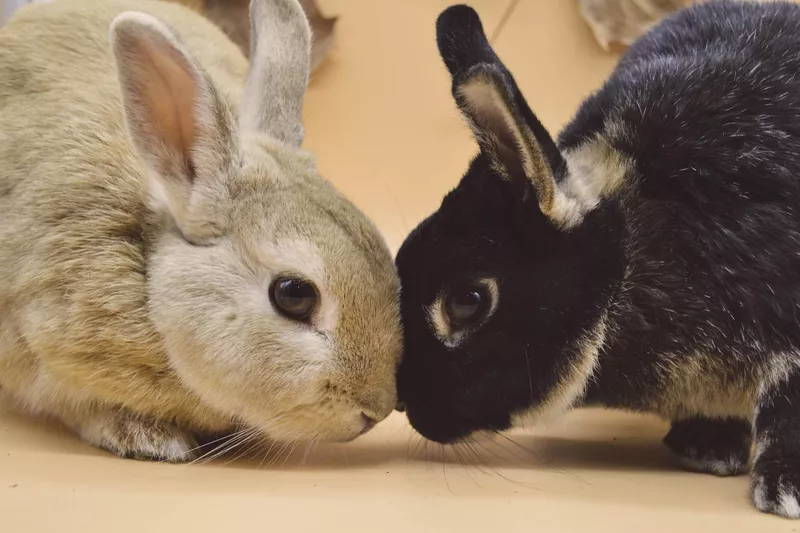 Nano and Lolo, bunny friends