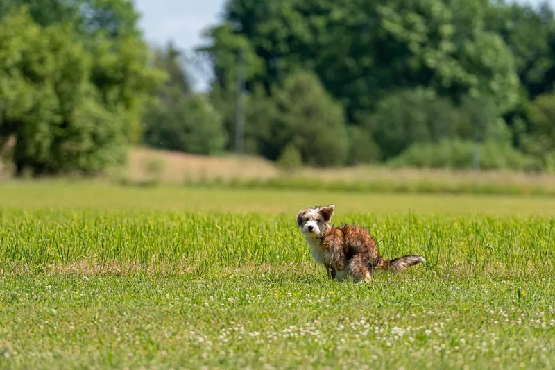 Dog pooping