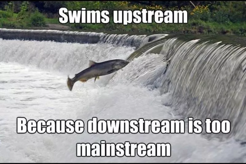 Trout meme