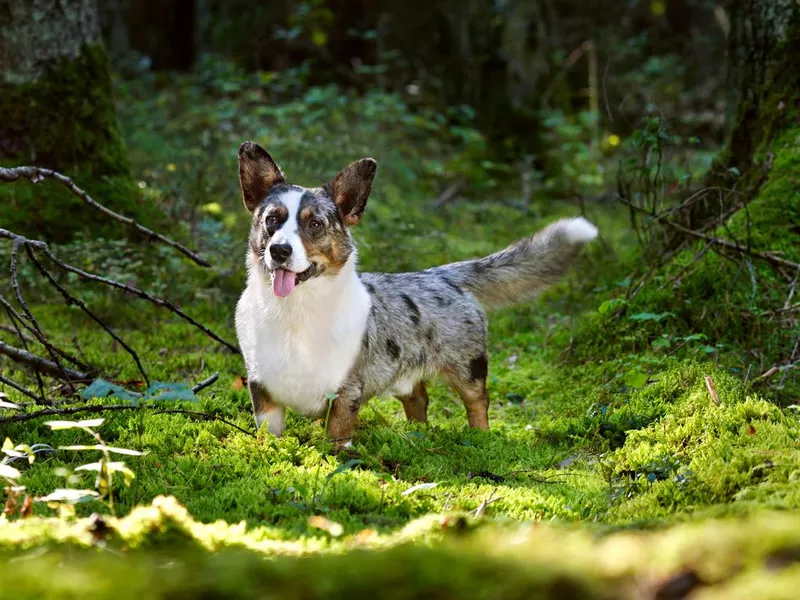Cardigan Welsh Corgi green moss