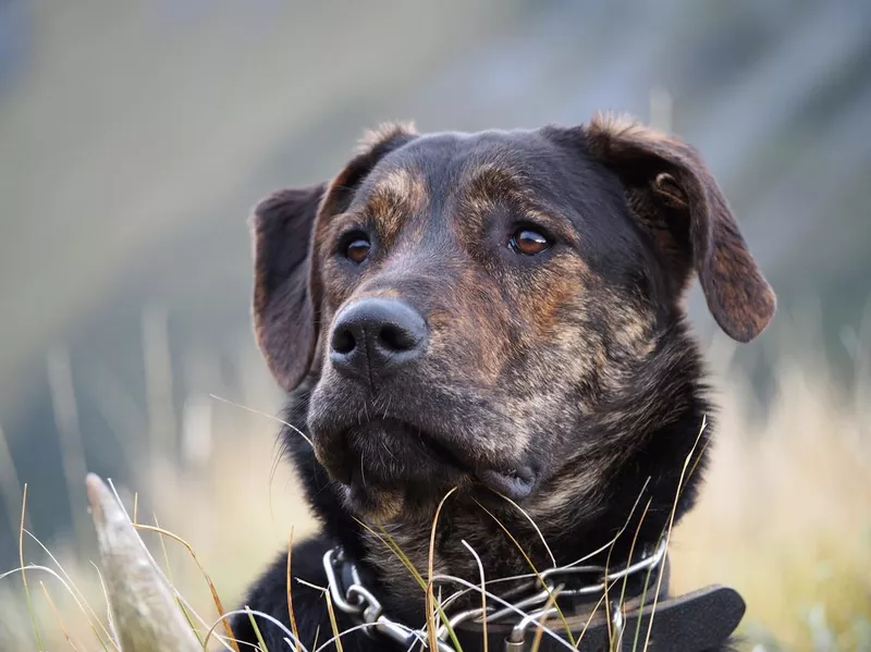 Huntaway dog