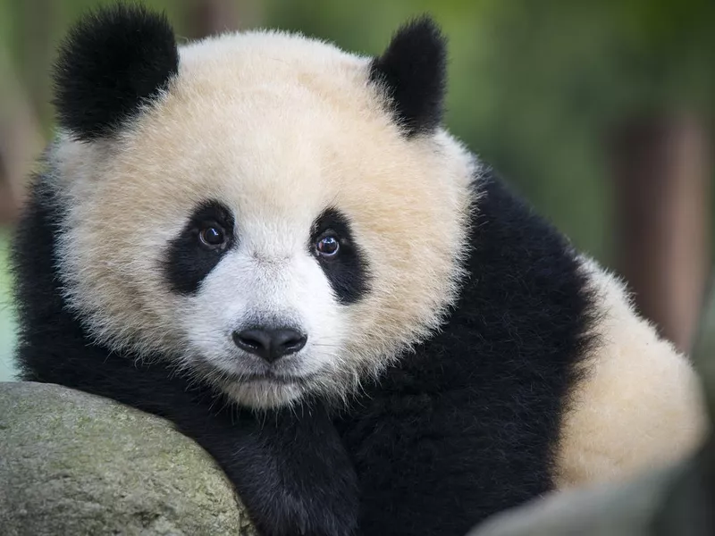 Giant Panda bear