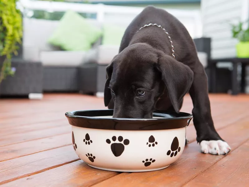 Black great Dane puppy eating