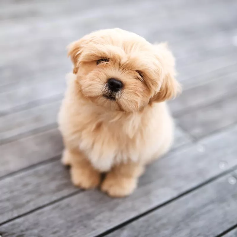 Shih Tzu Posing