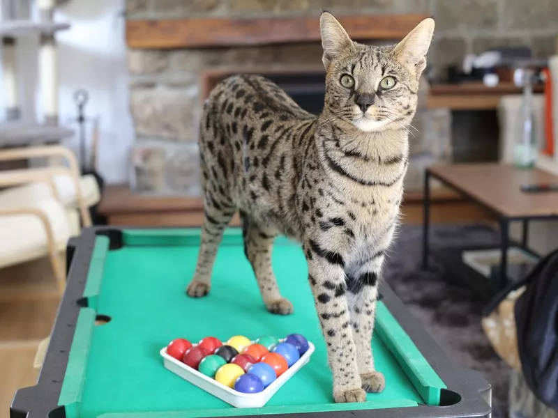 Stunning Savannah cat with black nose with pool table