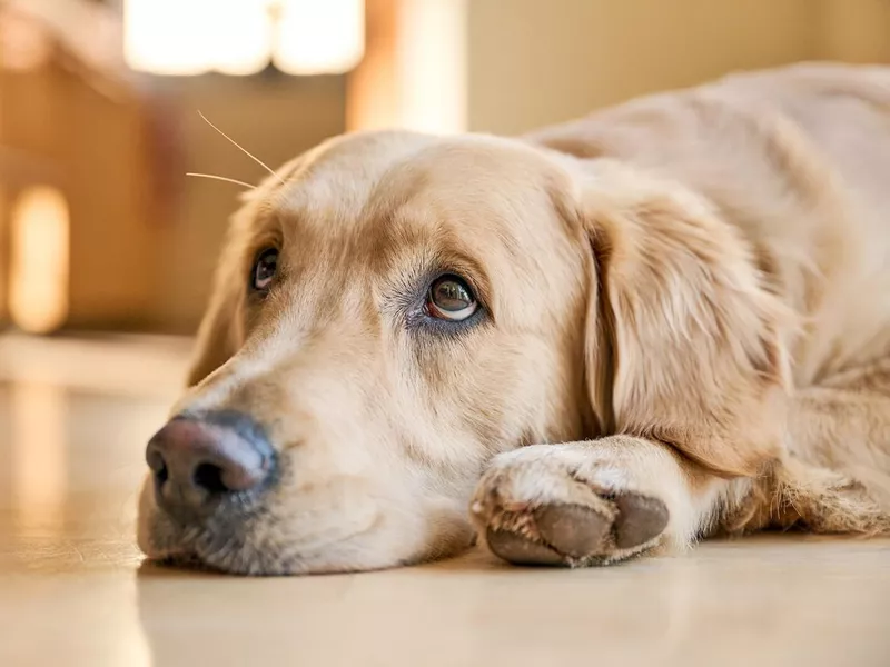 Golden Retriever