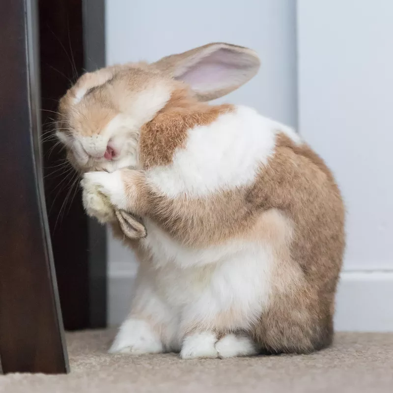 Goofy Bun