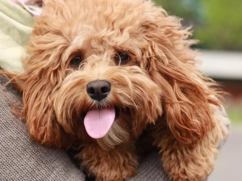 cavapoo dog