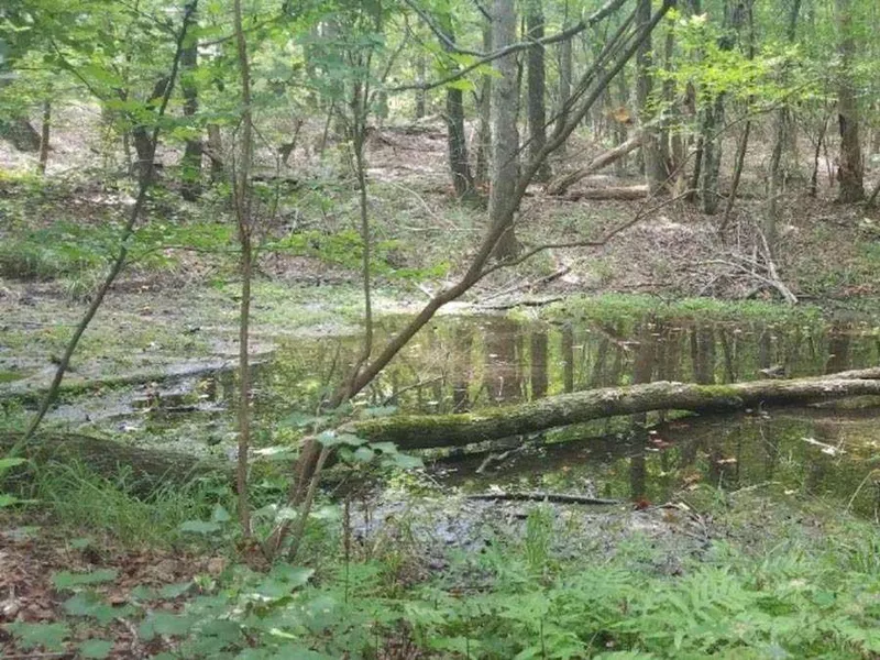 Hiking trails near the North Carolina Zoo