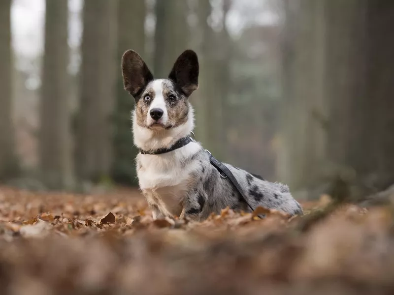 Cardigan Welsh Corgi