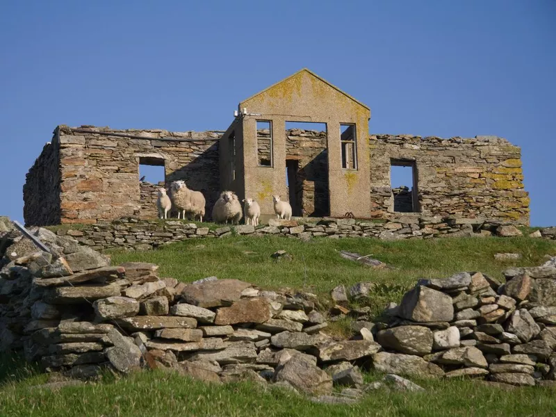 Sheep at a deserted house