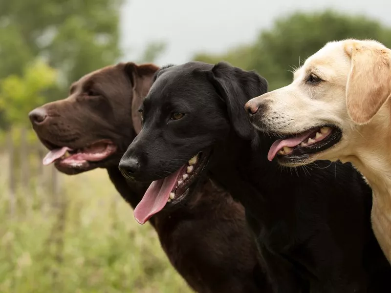 Three labradors