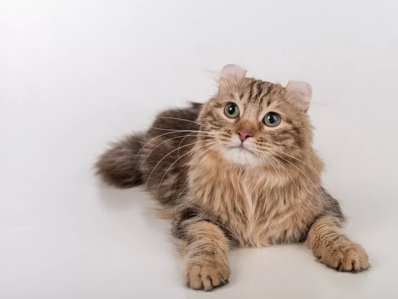 Dark hair American curl cat