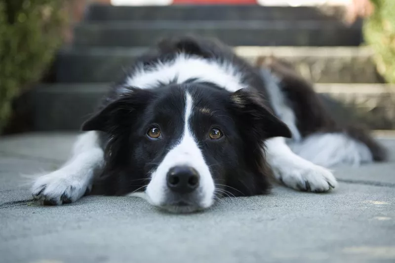 Border Collie