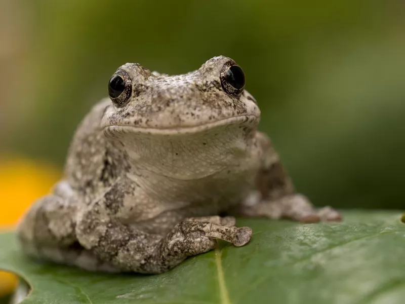 Gray Tree Frog