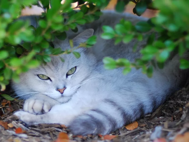 Burmilla black, silver and white cat