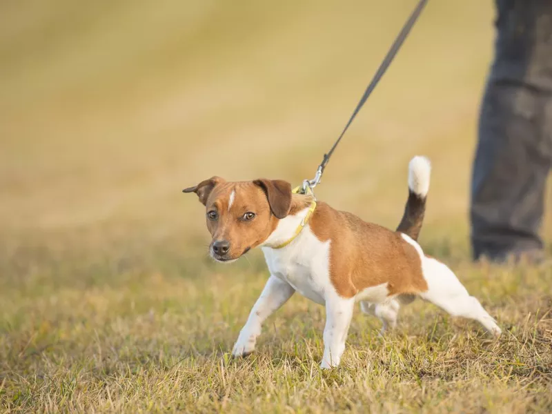 Dog pulls on leash