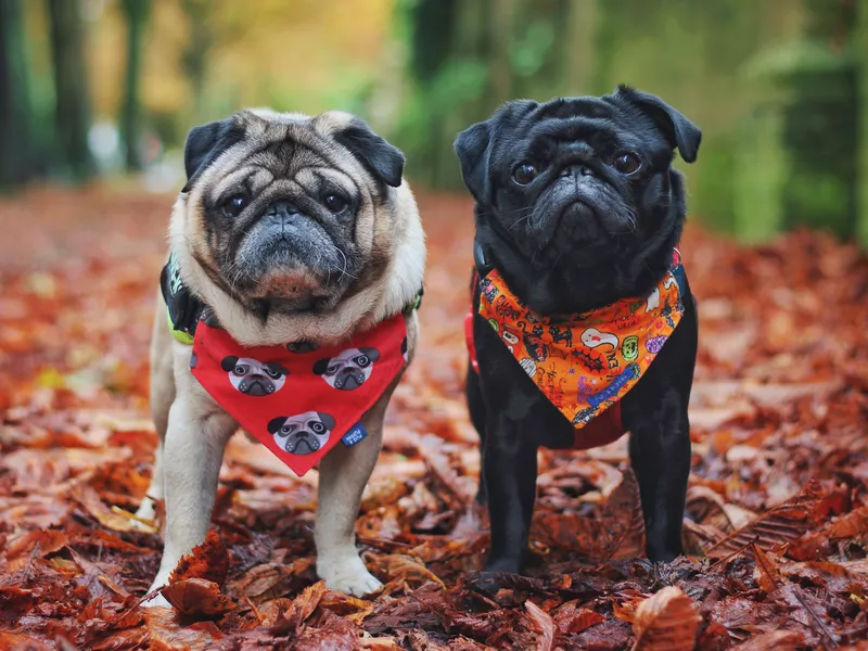 Pug