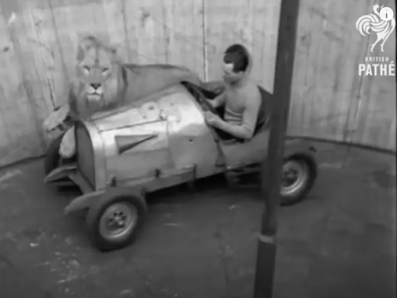Lion dromes