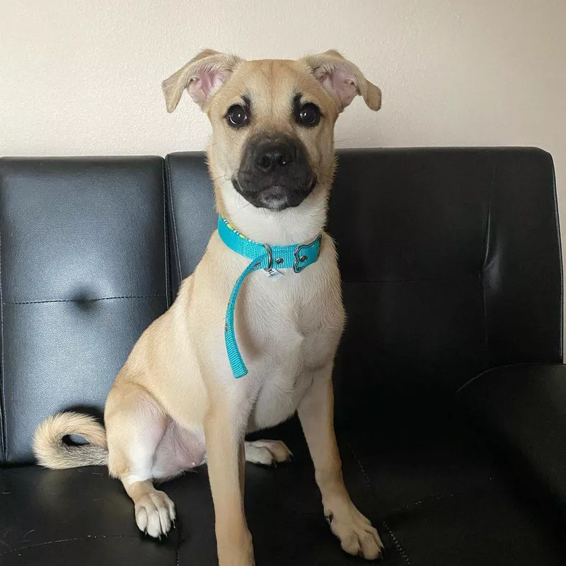 Bottom Line: Husky Pug Mix