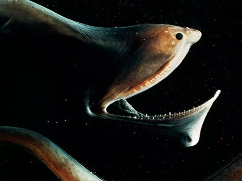Gulper Eel