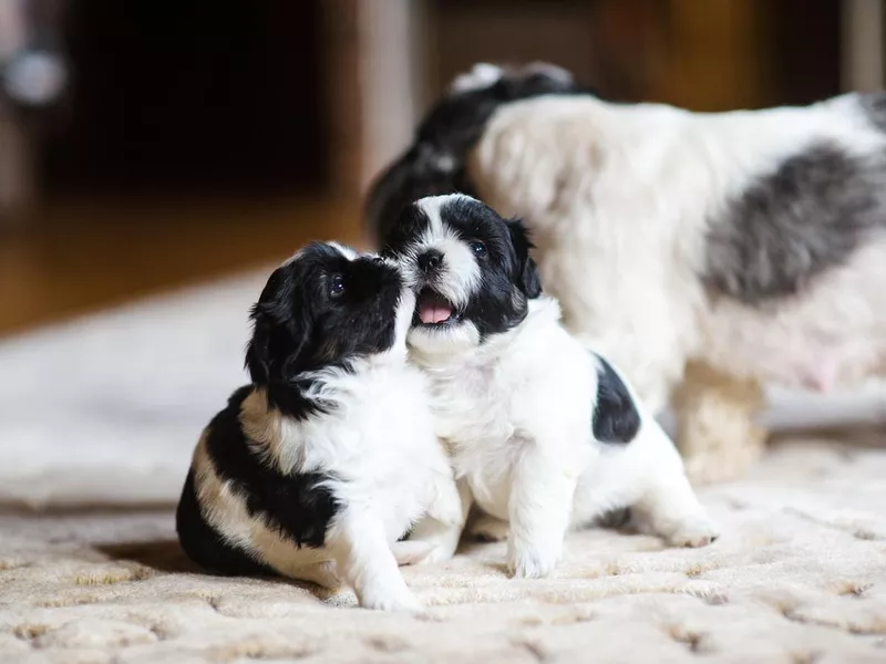 National Puppy Day