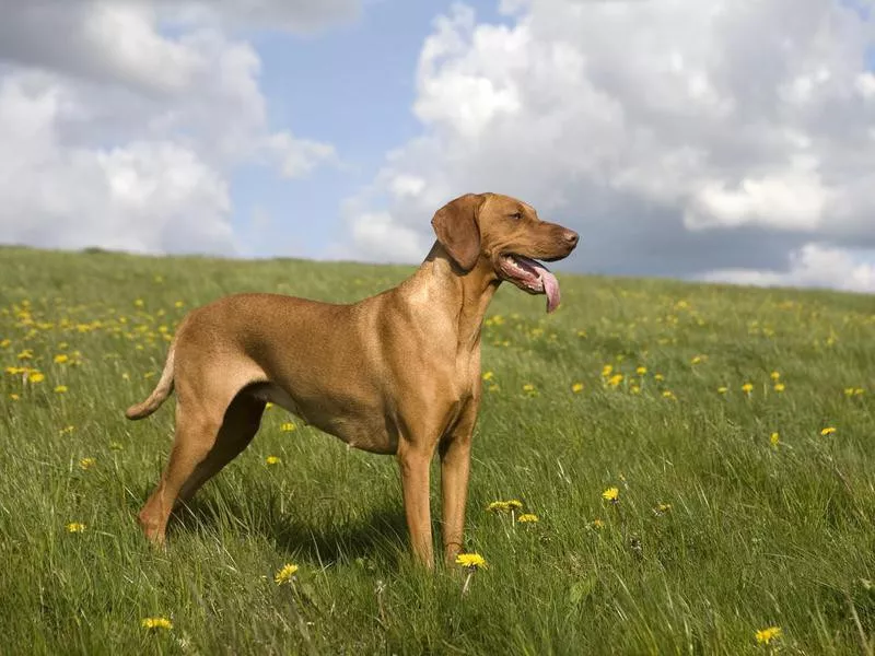 Vizsla