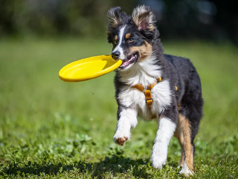 Aussie puppy