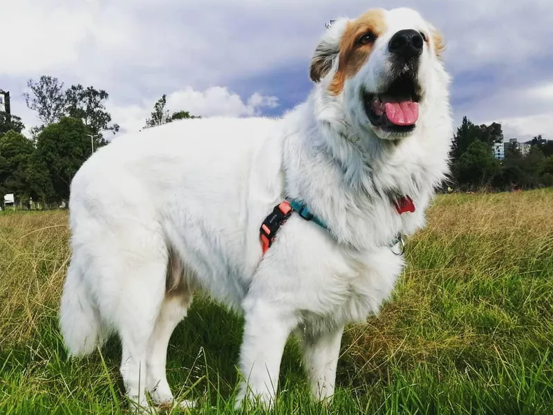 Mucuchies dog