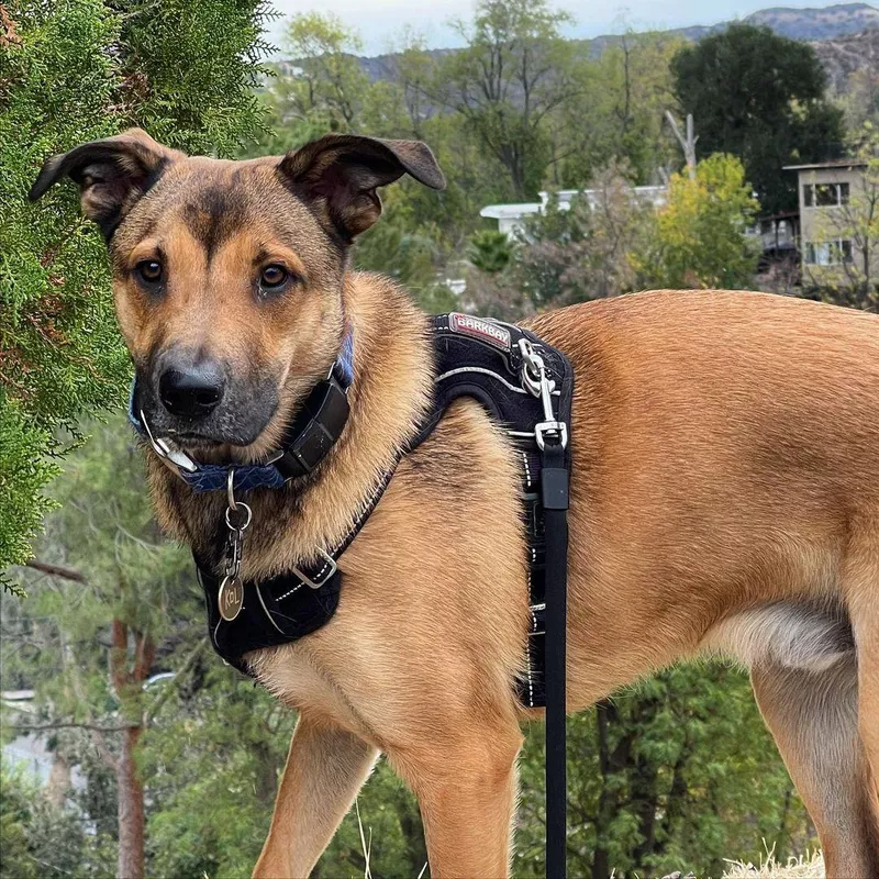 Bottom Line: Australian Cattle Dog Husky Mix