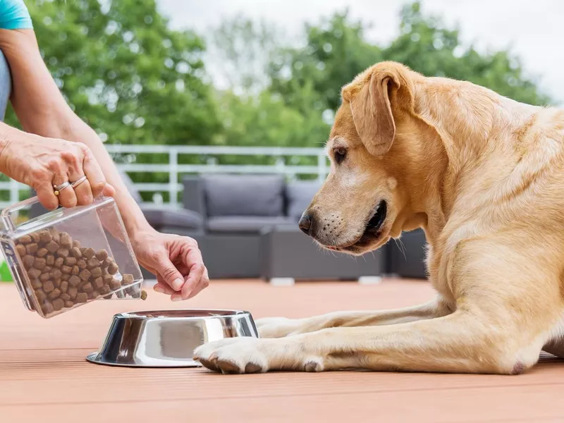 labrador retriever gets dog food