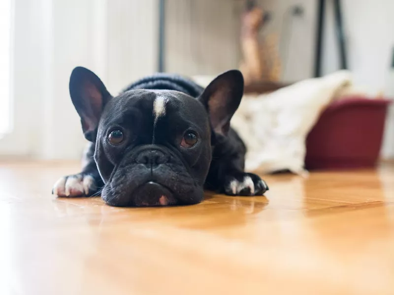 Black French Bulldog