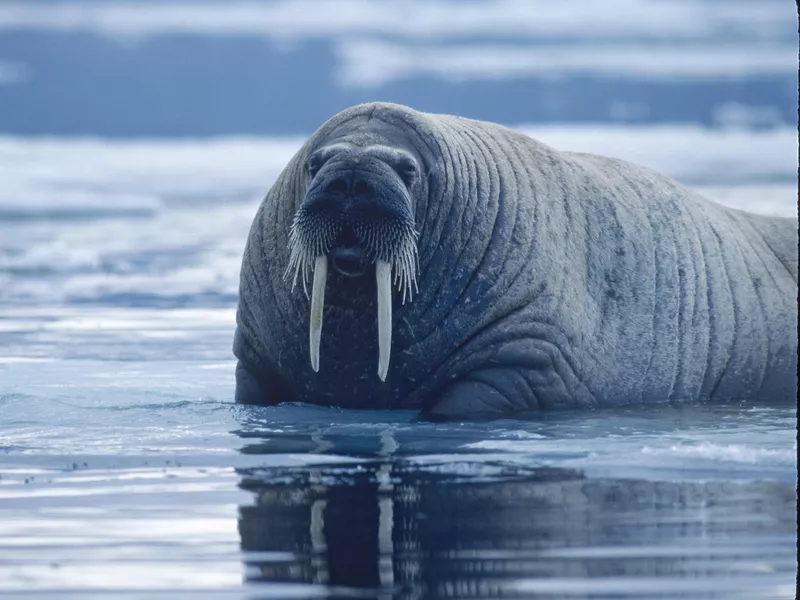 Walrus bull in Canadian Arctic