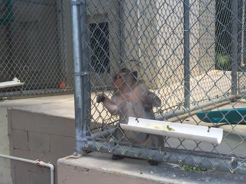 Monkey in cage at Suncoast Primate Sanctuary
