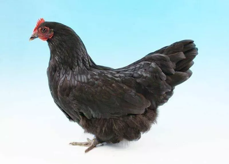Champion Scots Dumpy and egg color
