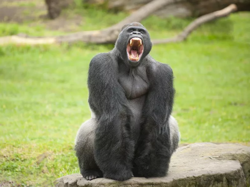 Silverback gorilla