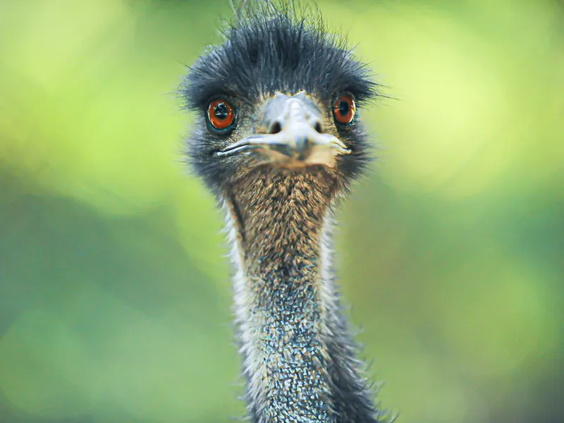 Emu close-up