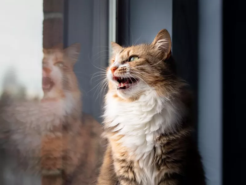 Indoor cat chirping or chattering at something
