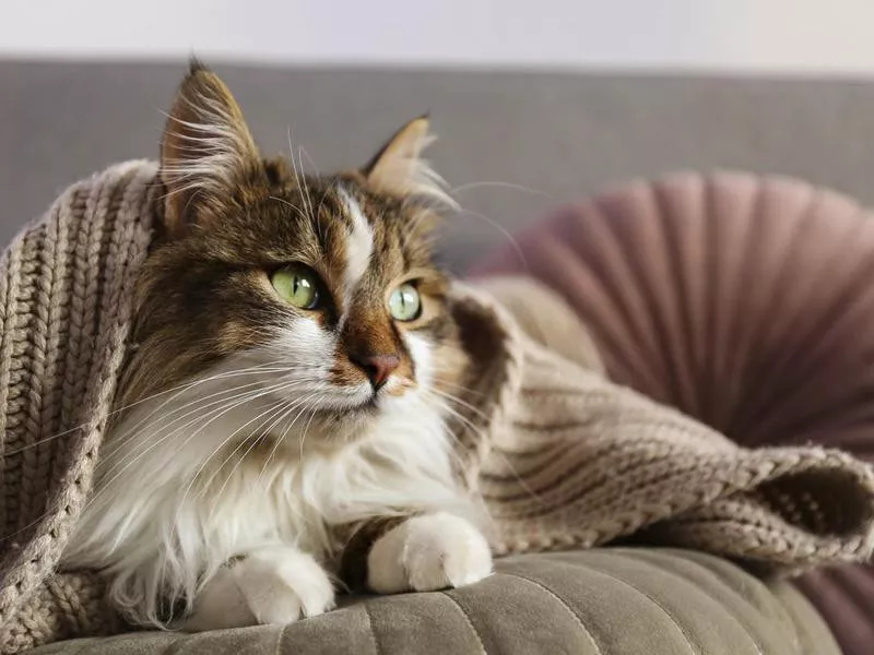 Siberian cat