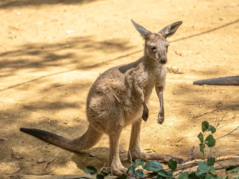 Baby kangaroo at Los Angeles Zoo