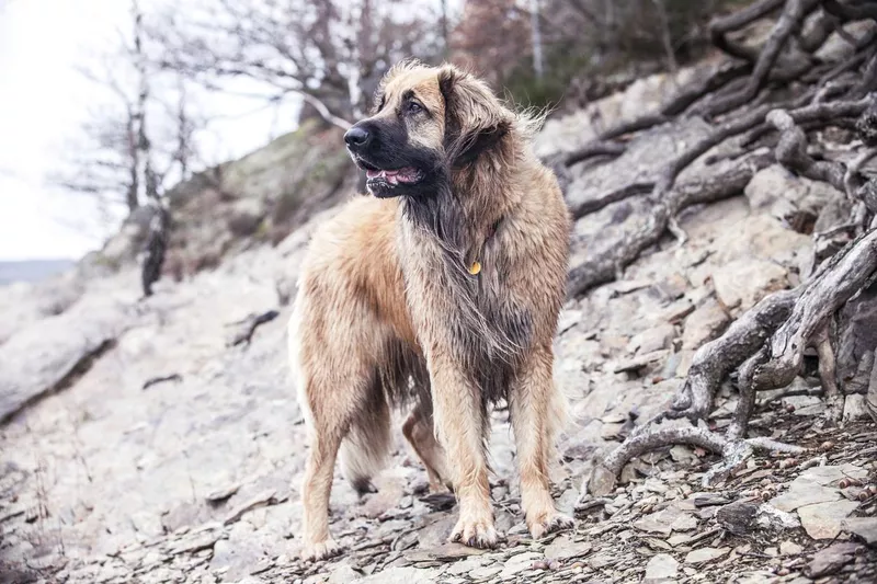 Leonberger